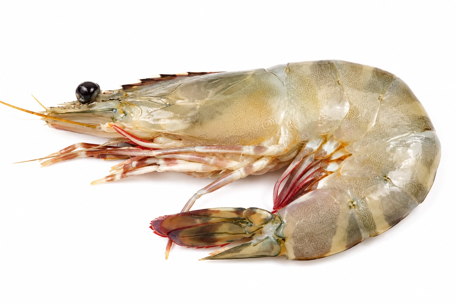 Flower Tiger Prawn supplied by SEA LINE SEAFOOD